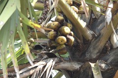 Borassus flabellifer